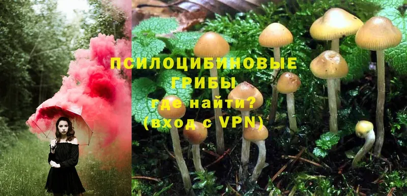 цена   Нижнекамск  Псилоцибиновые грибы Psilocybine cubensis 